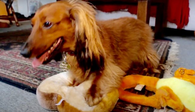 ダックスフンド,動画