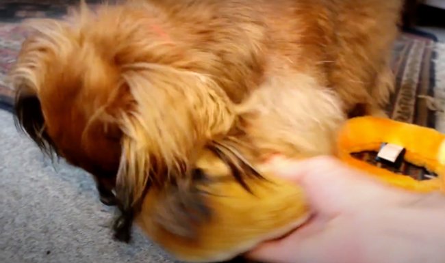 ダックスフンド,動画