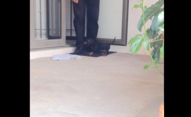 ダックスフンド,動画