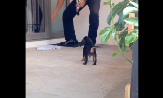 ダックスフンド,動画