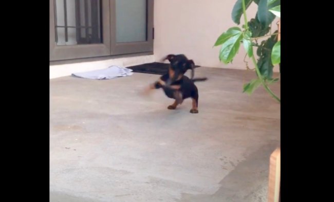 ダックスフンド,動画