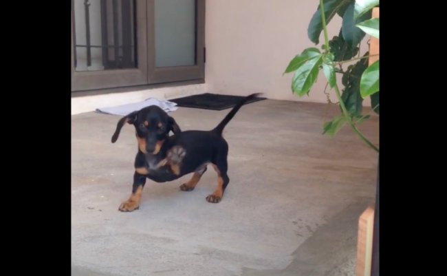 ダックスフンド,動画