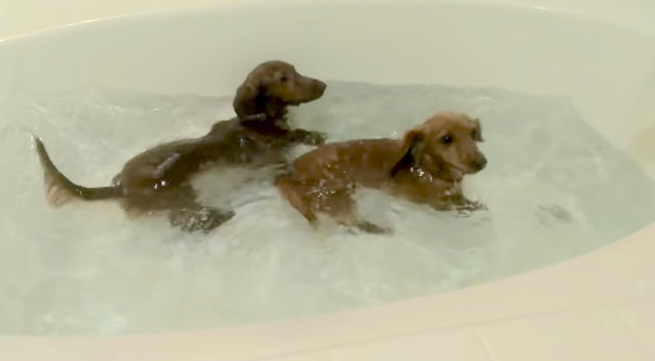 ダックスフンド,動画