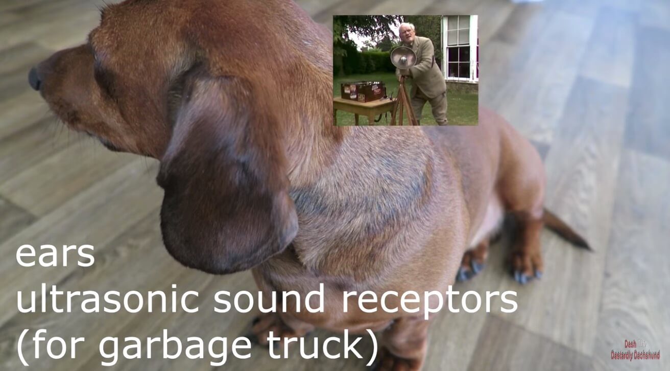 ダックスフンド,動画