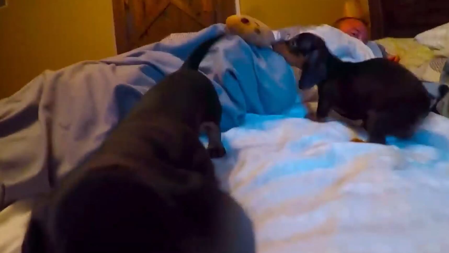 ダックスフンド,動画