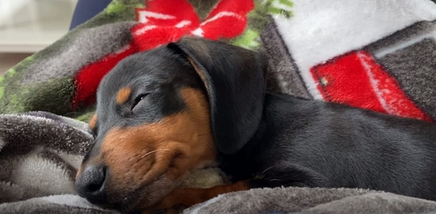 ダックスフンド,動画