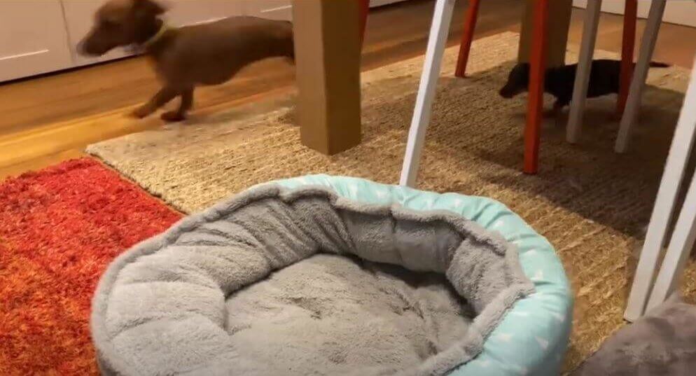 ダックスフンド,動画