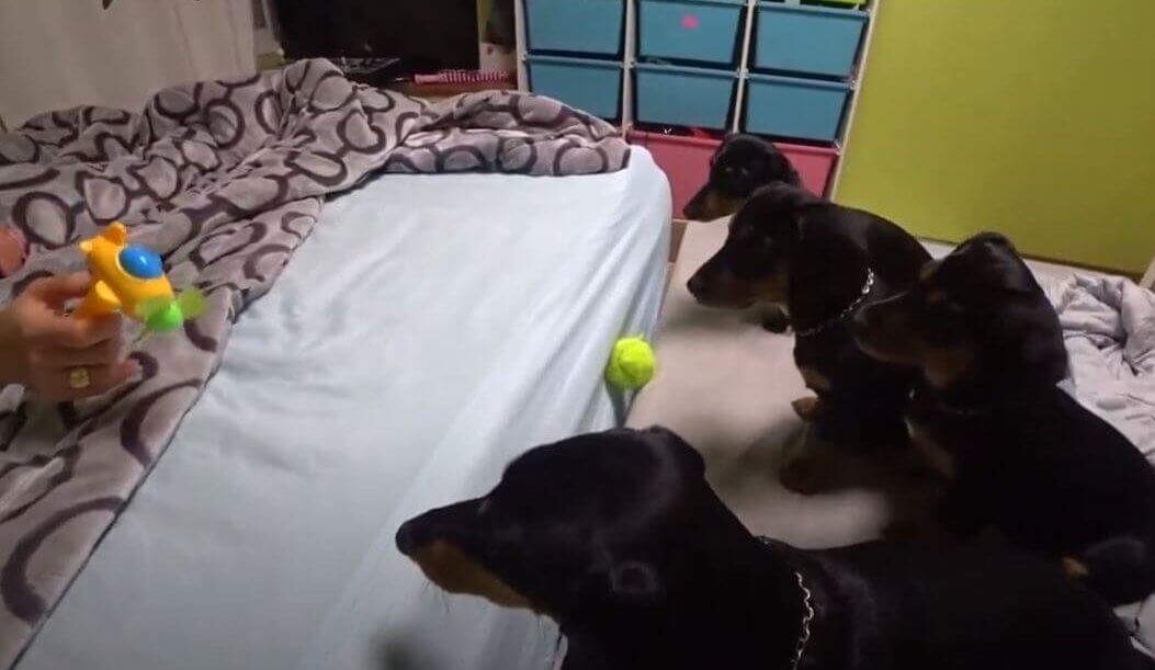 ダックスフンド,動画