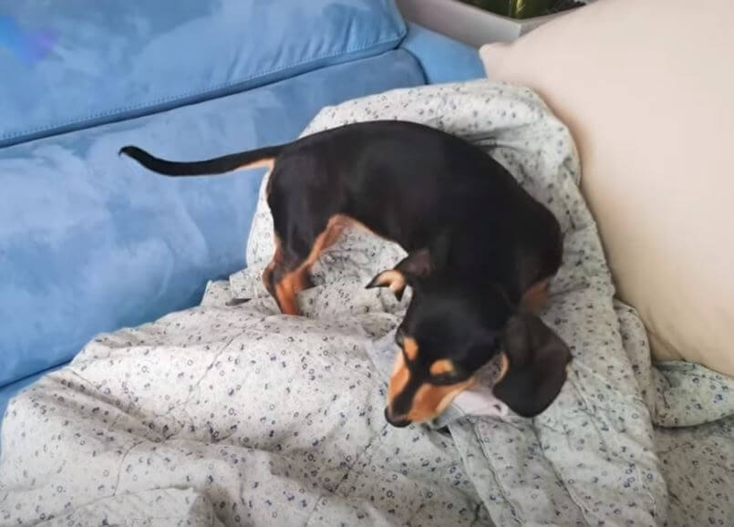 ダックスフンド,動画