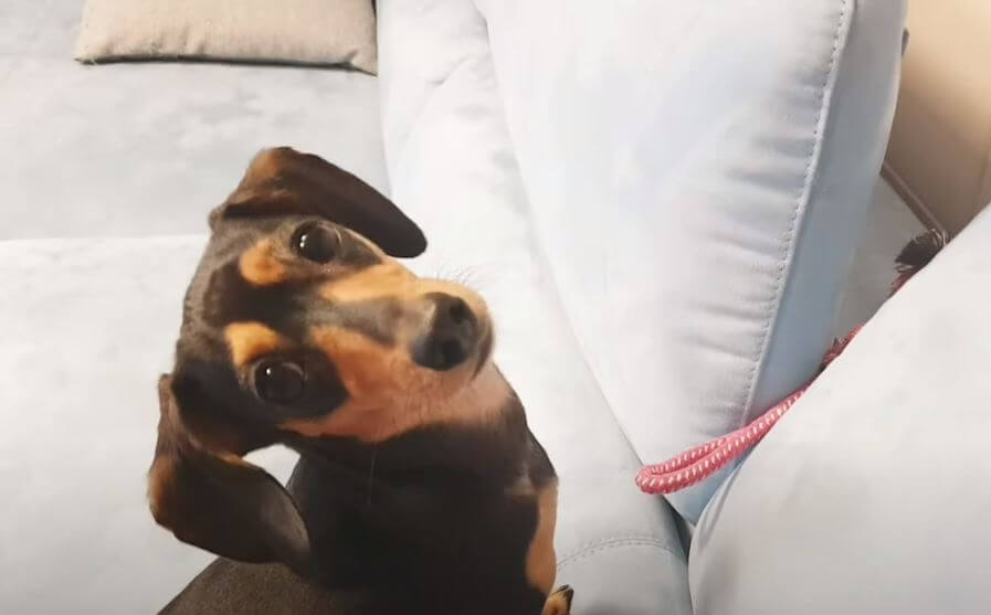 ダックスフンド,動画