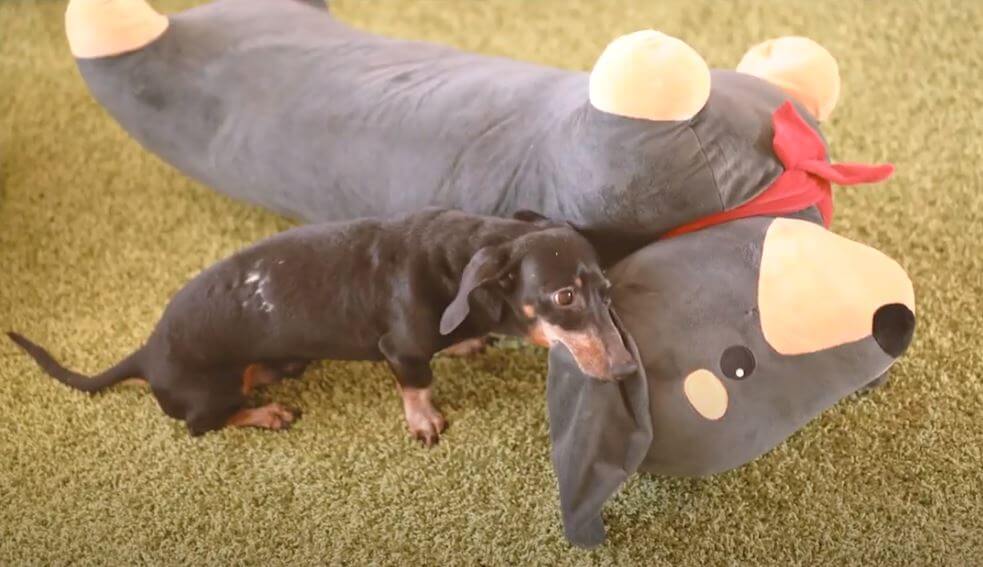 ダックスフンド,動画