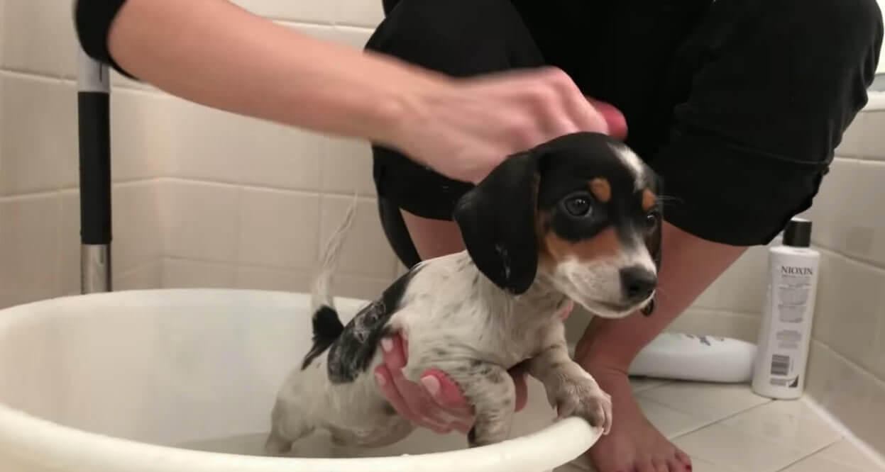 ダックスフンド,動画