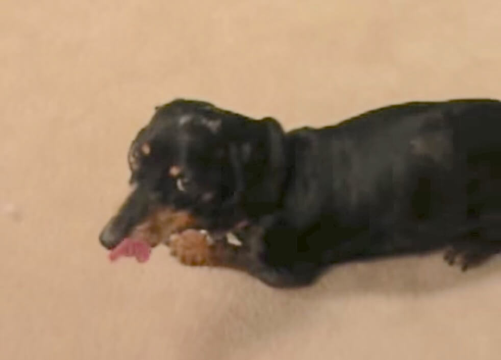 ダックスフンド,動画