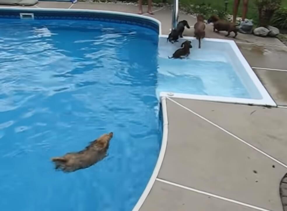 ダックスフンド,動画