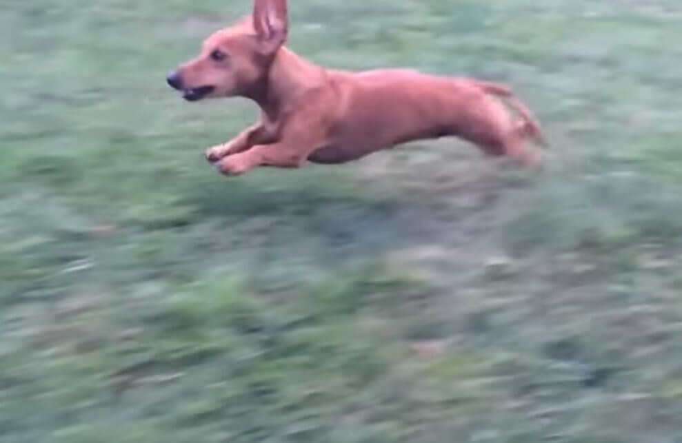 ダックスフンド,動画