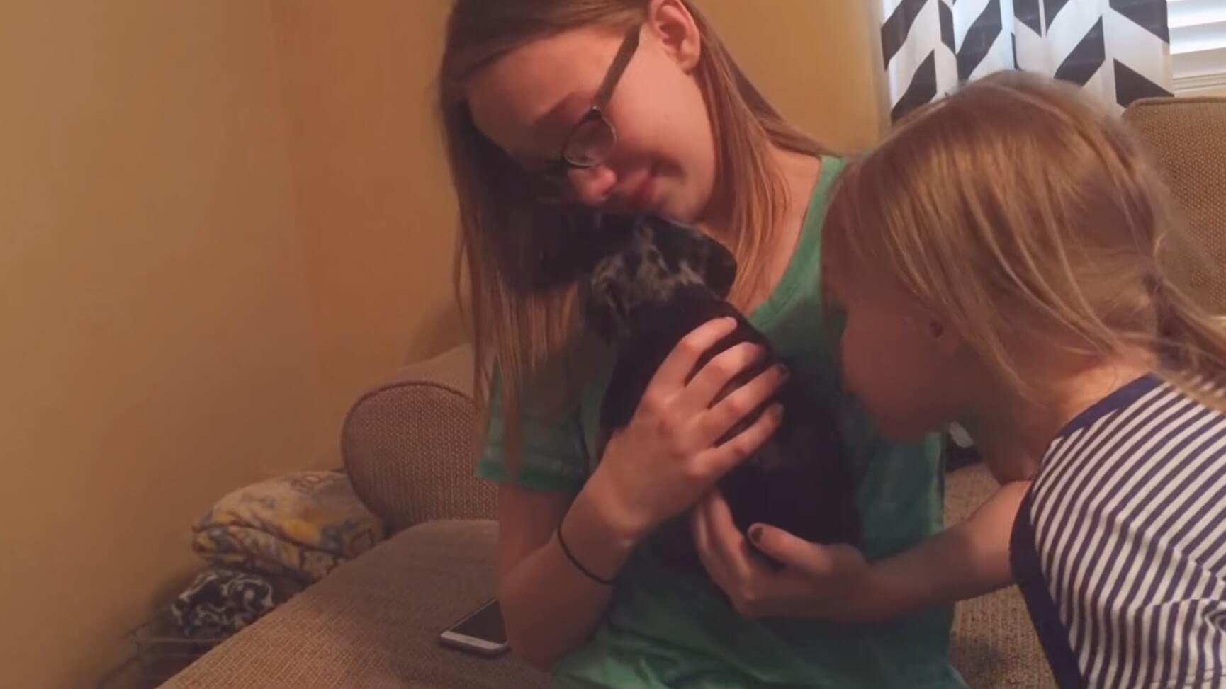 ダックスフンド,動画