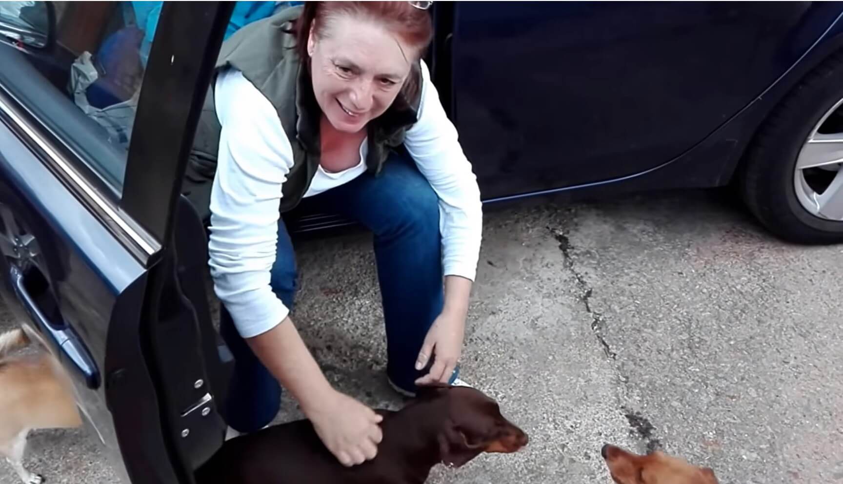 ダックスフンド,動画