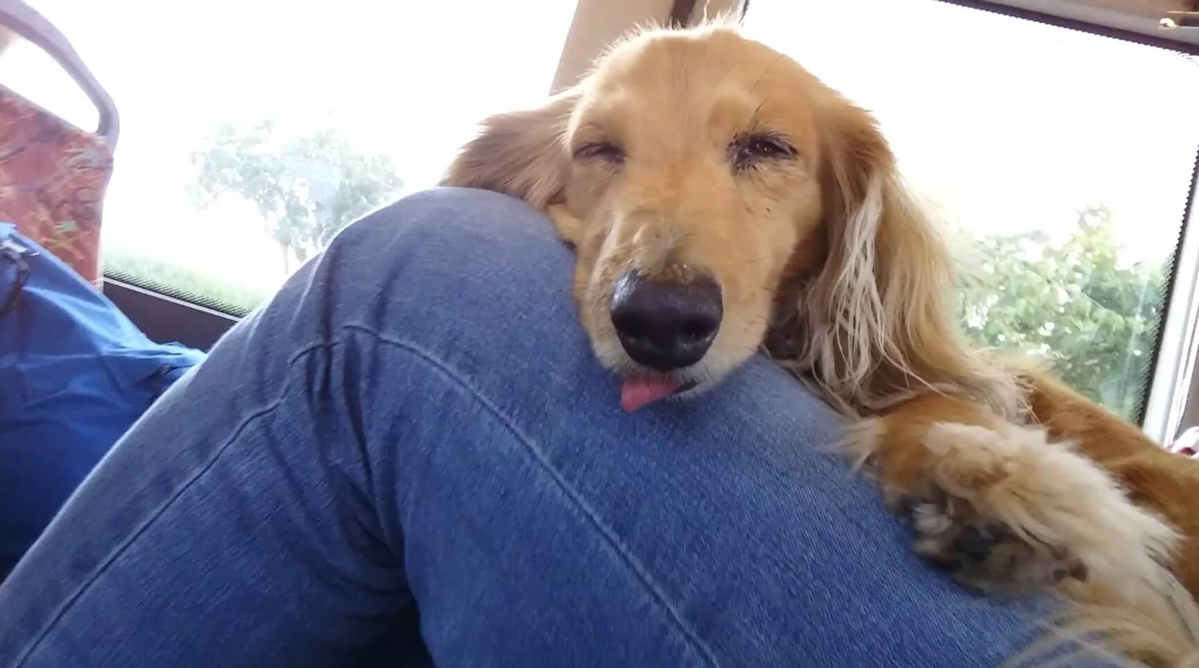 ダックスフンド,動画