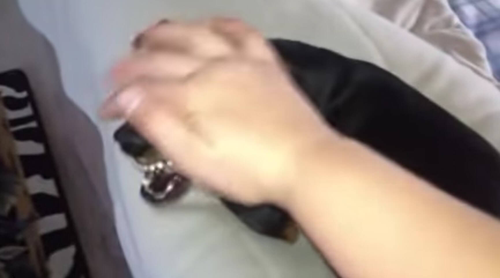 ダックスフンド,動画