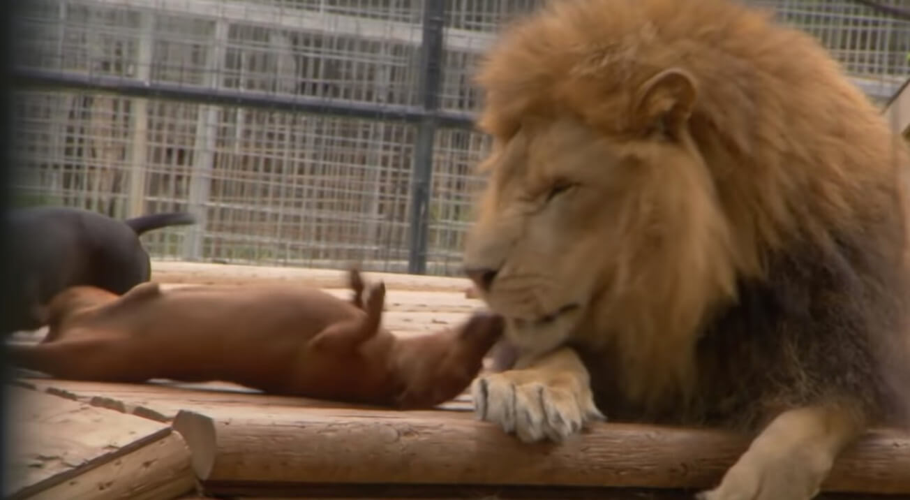 ダックスフンド,動画