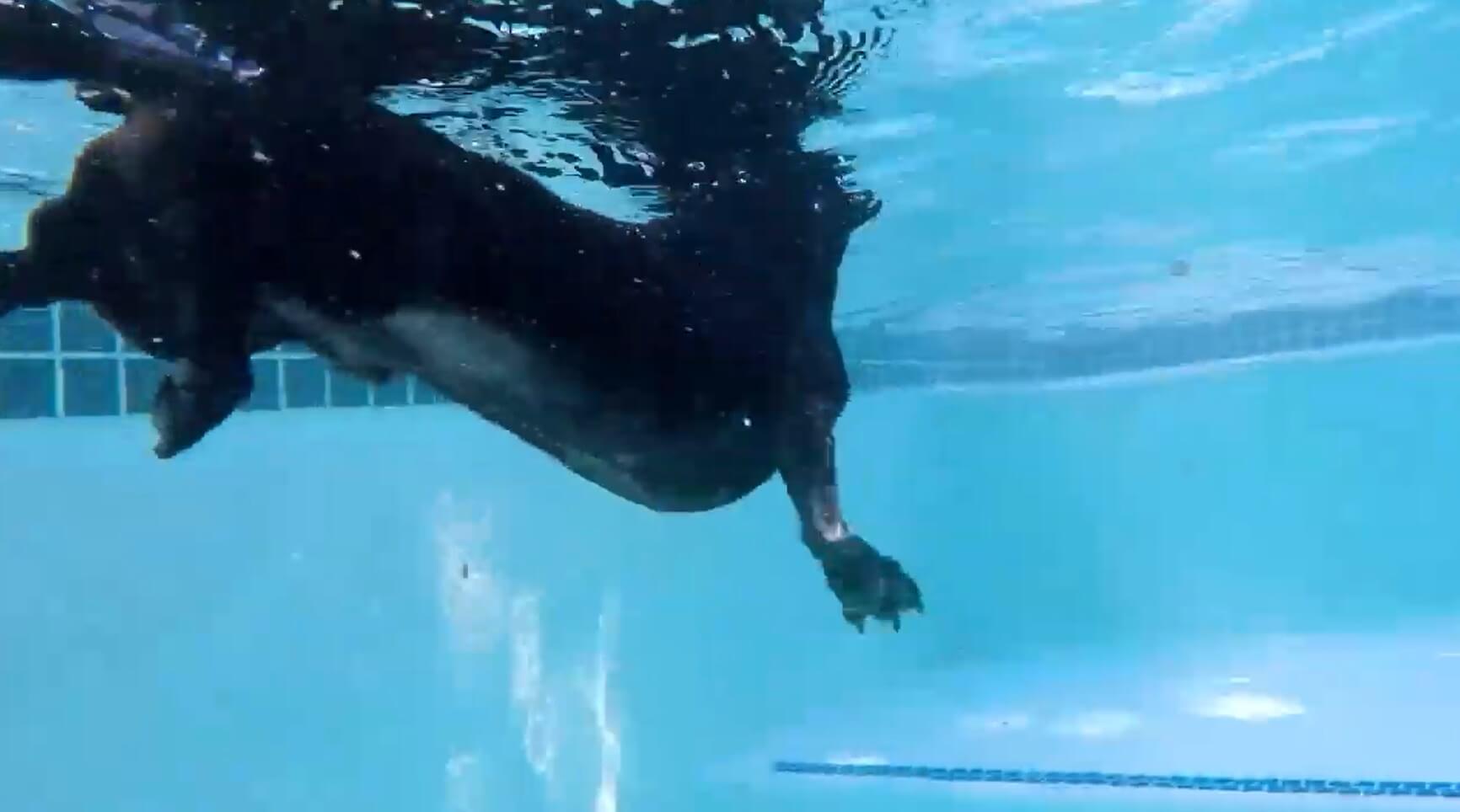 ダックスフンド,動画