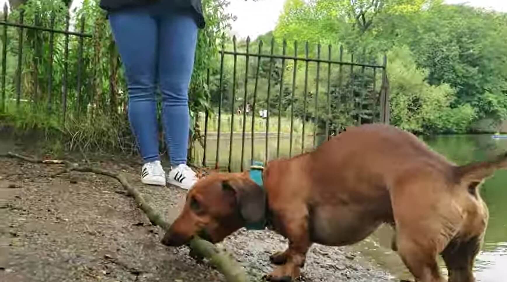 ダックスフンド,動画