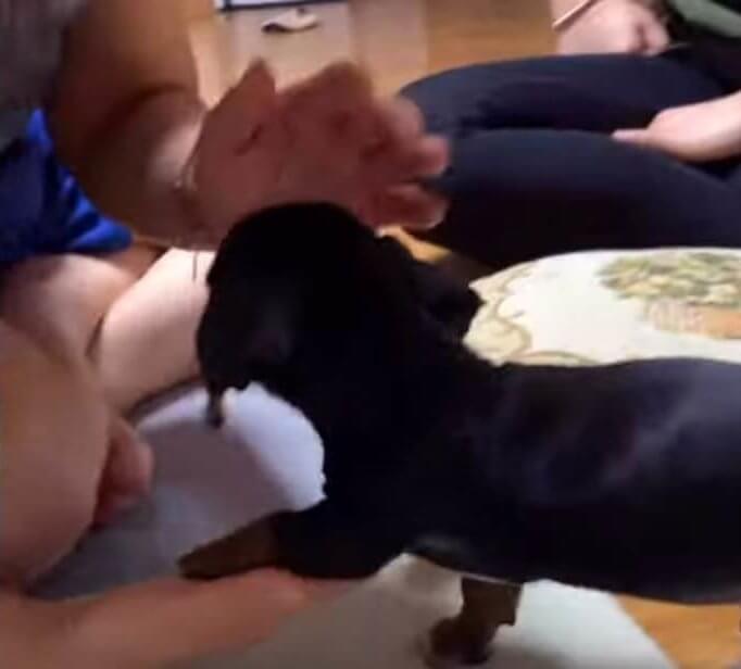 ダックスフンド,動画