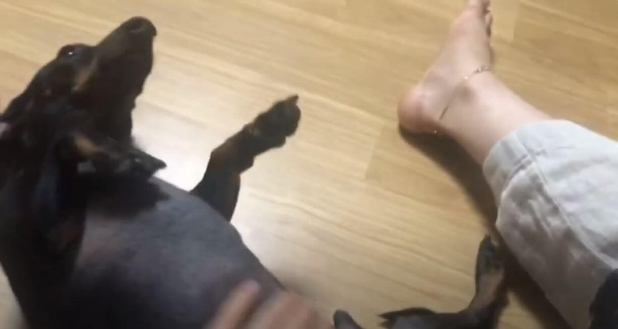 ダックスフンド,動画