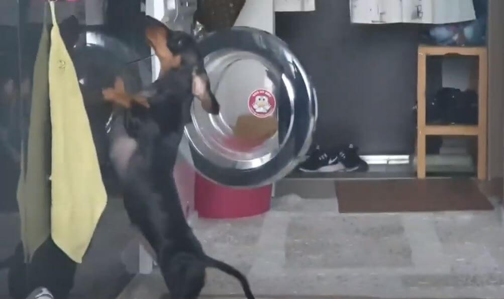 ダックスフンド,動画