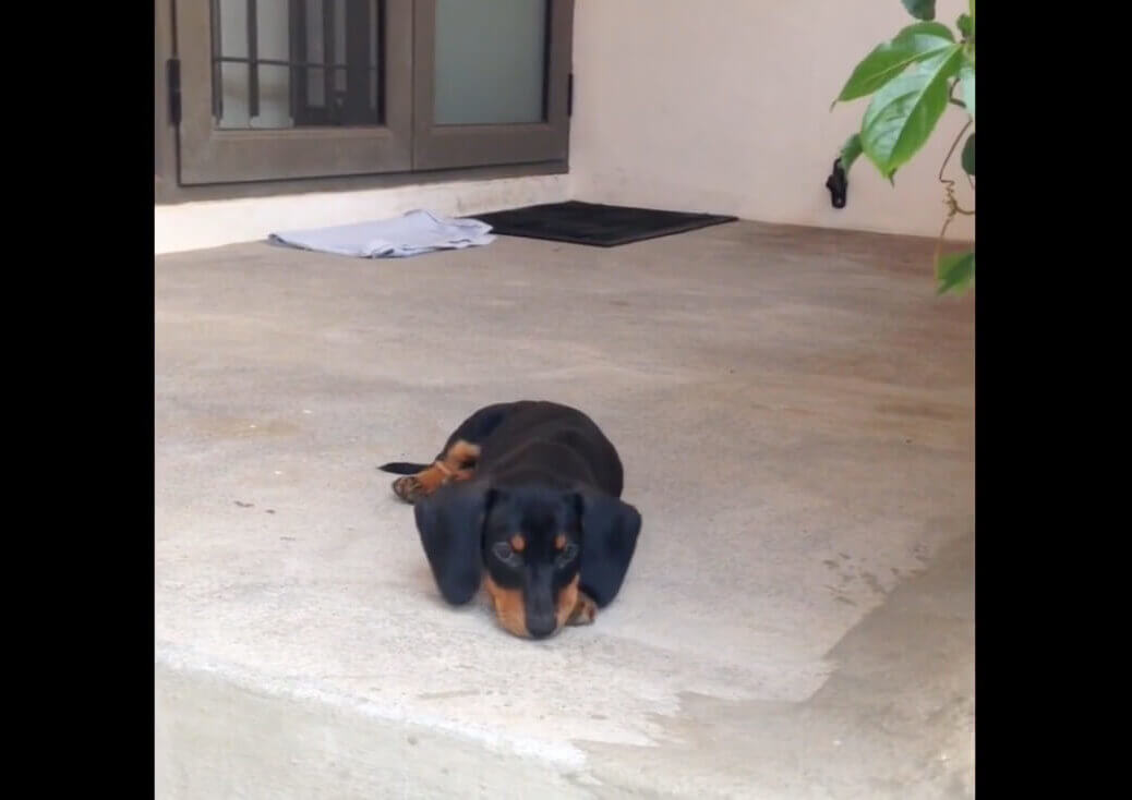 ダックスフンド,動画