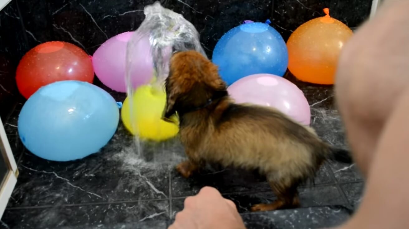 ダックスフンド,動画