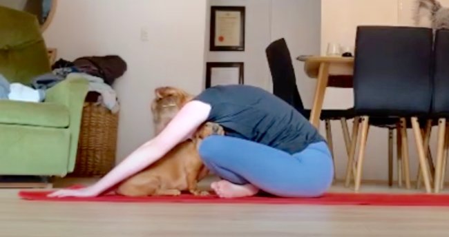 ダックスフンド,動画