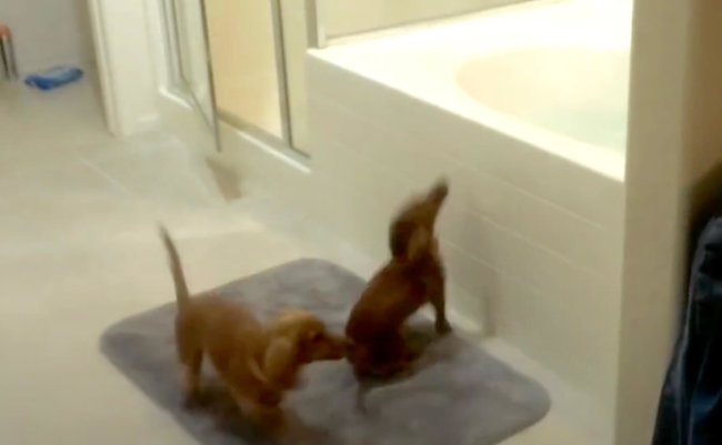 ダックスフンド,動画