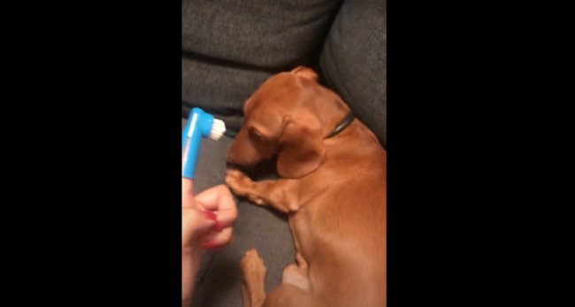 ダックスフンド,動画