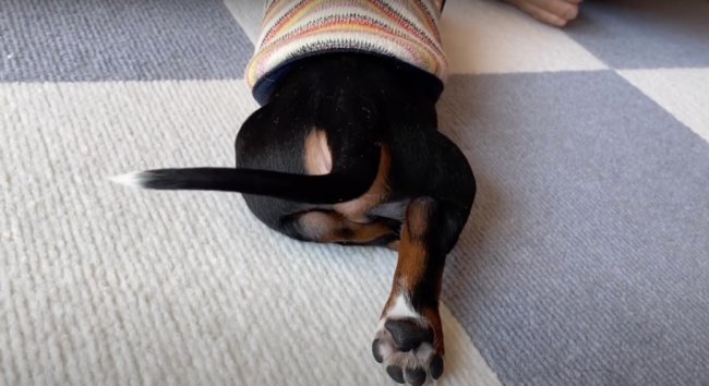 ダックスフンド,動画