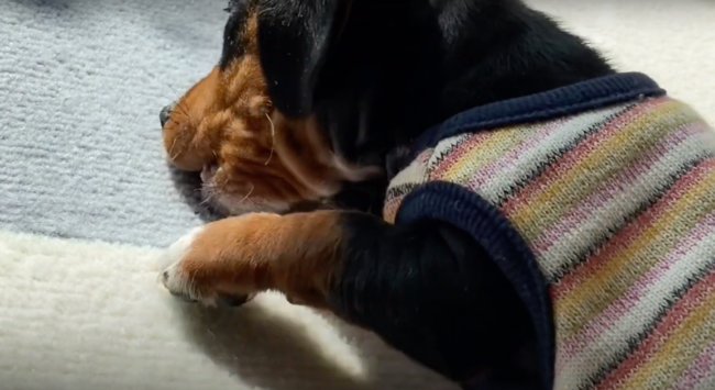 ダックスフンド,動画