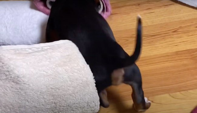 ダックスフンド,動画