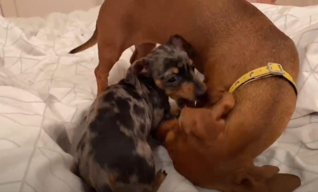 ダックスフンド,動画