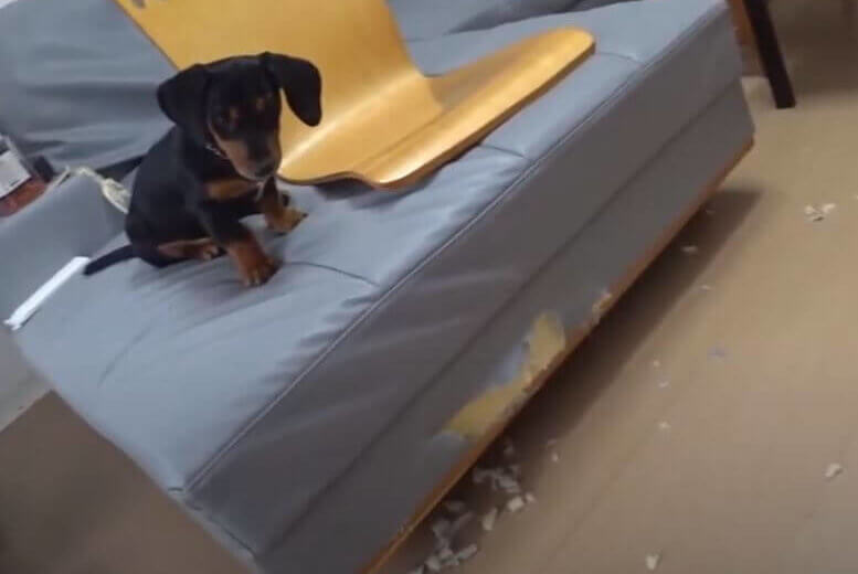 ダックスフンド,動画