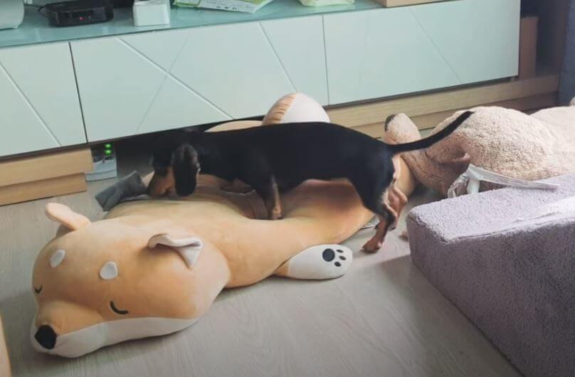 ダックスフンド,動画