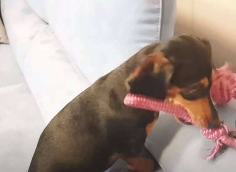 ダックスフンド,動画