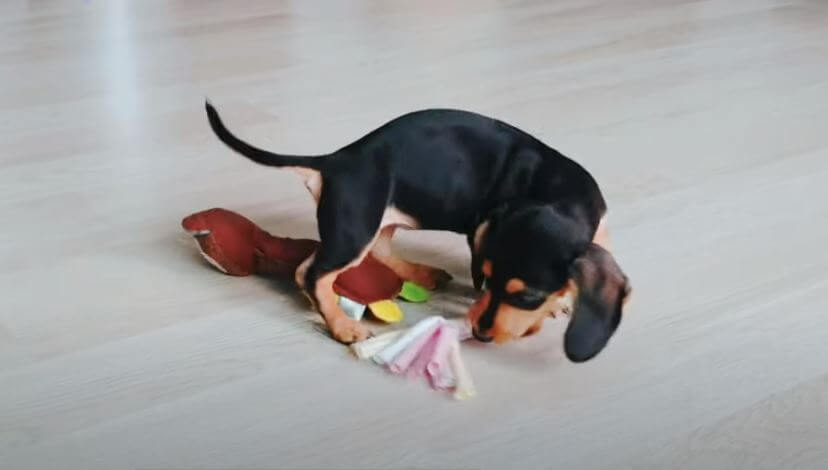 ダックスフンド,動画