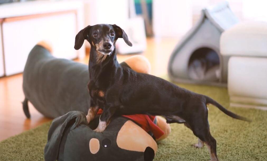 ダックスフンド,動画