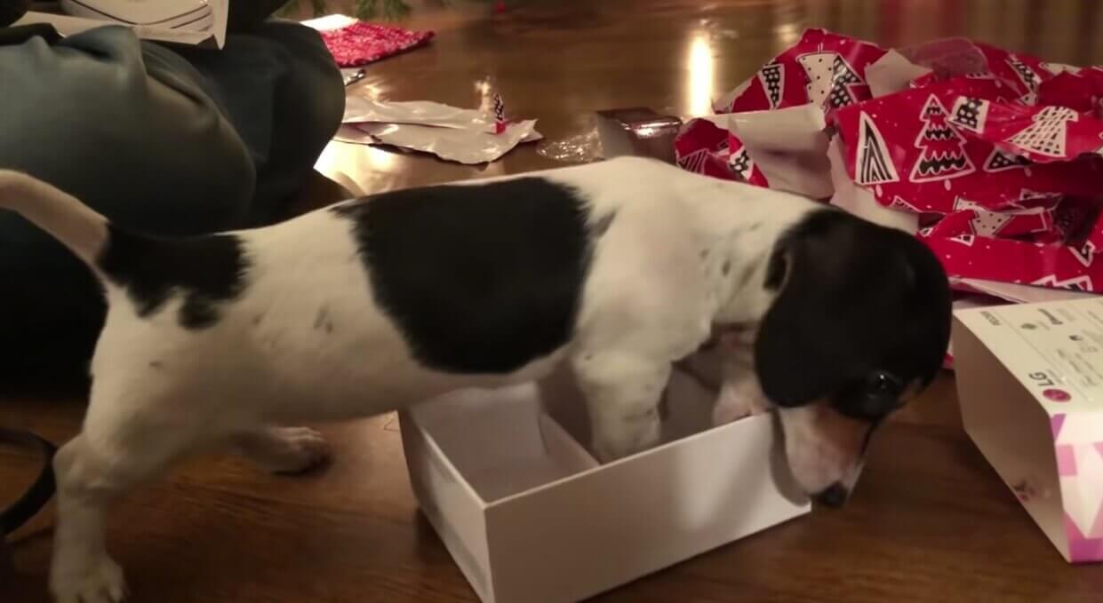 ダックスフンド,動画