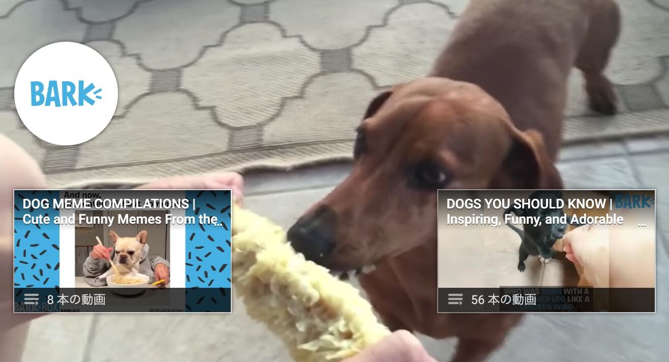 ダックスフンド,動画