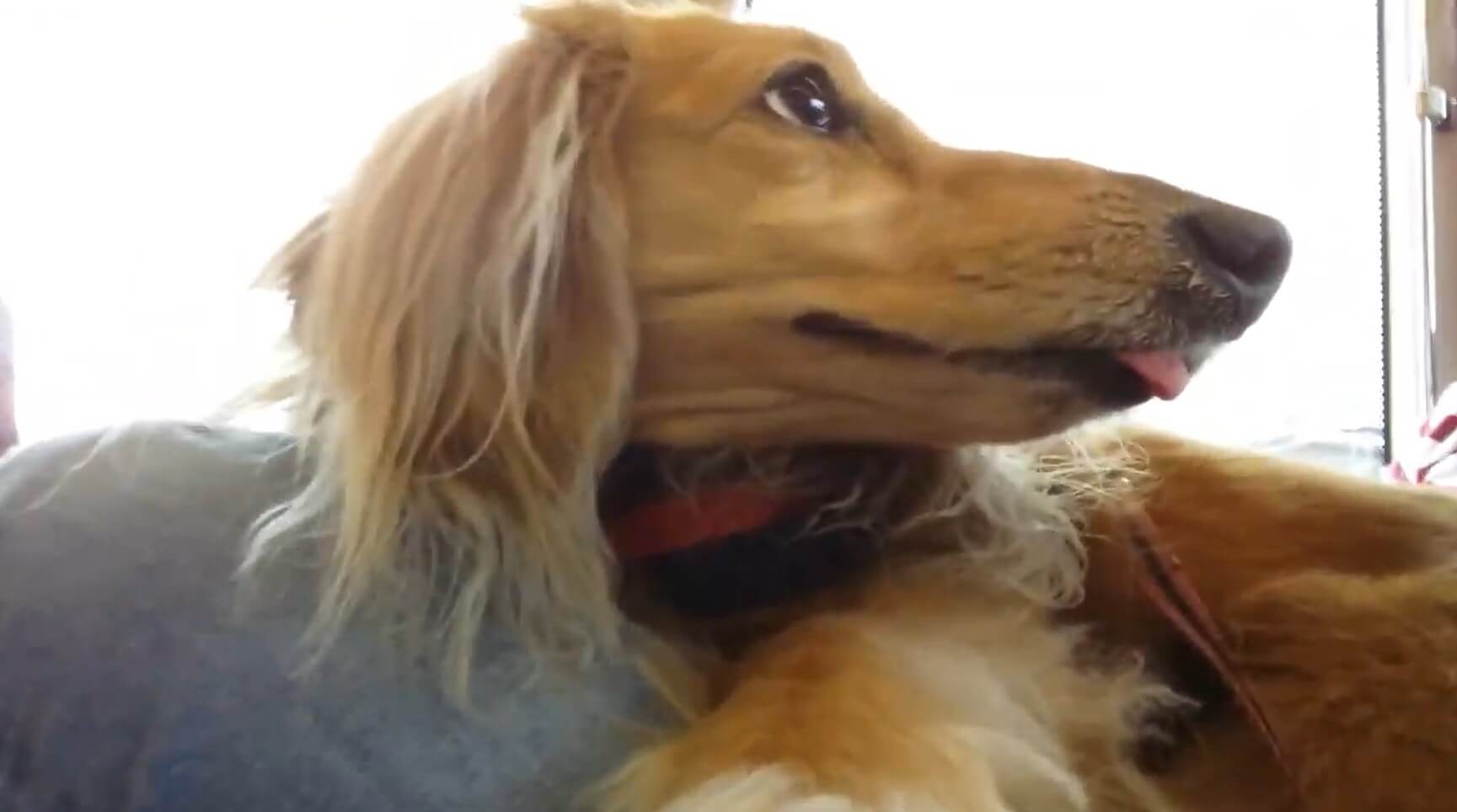 ダックスフンド,動画