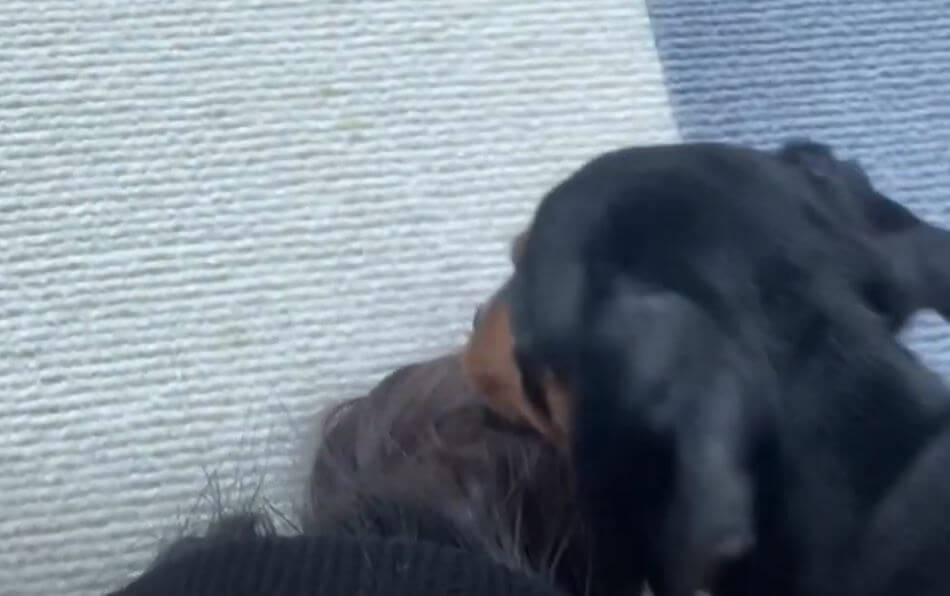 ダックスフンド,動画