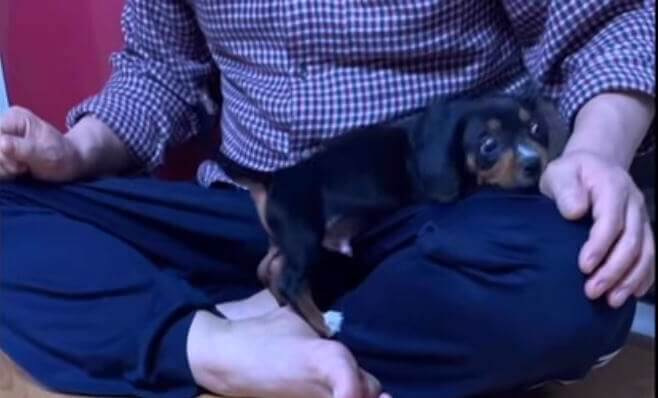 ダックスフンド,動画