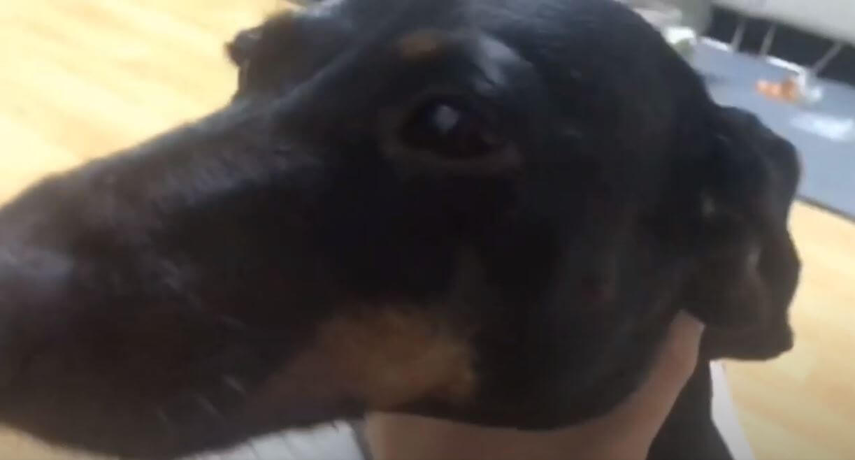 ダックスフンド,動画