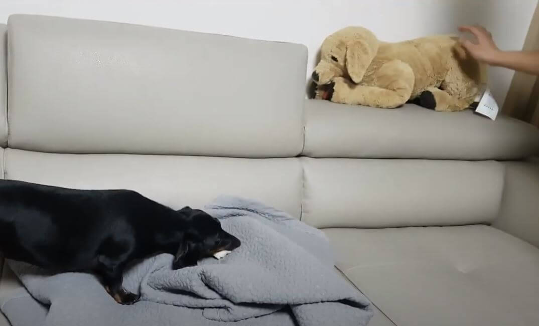 ダックスフンド,動画